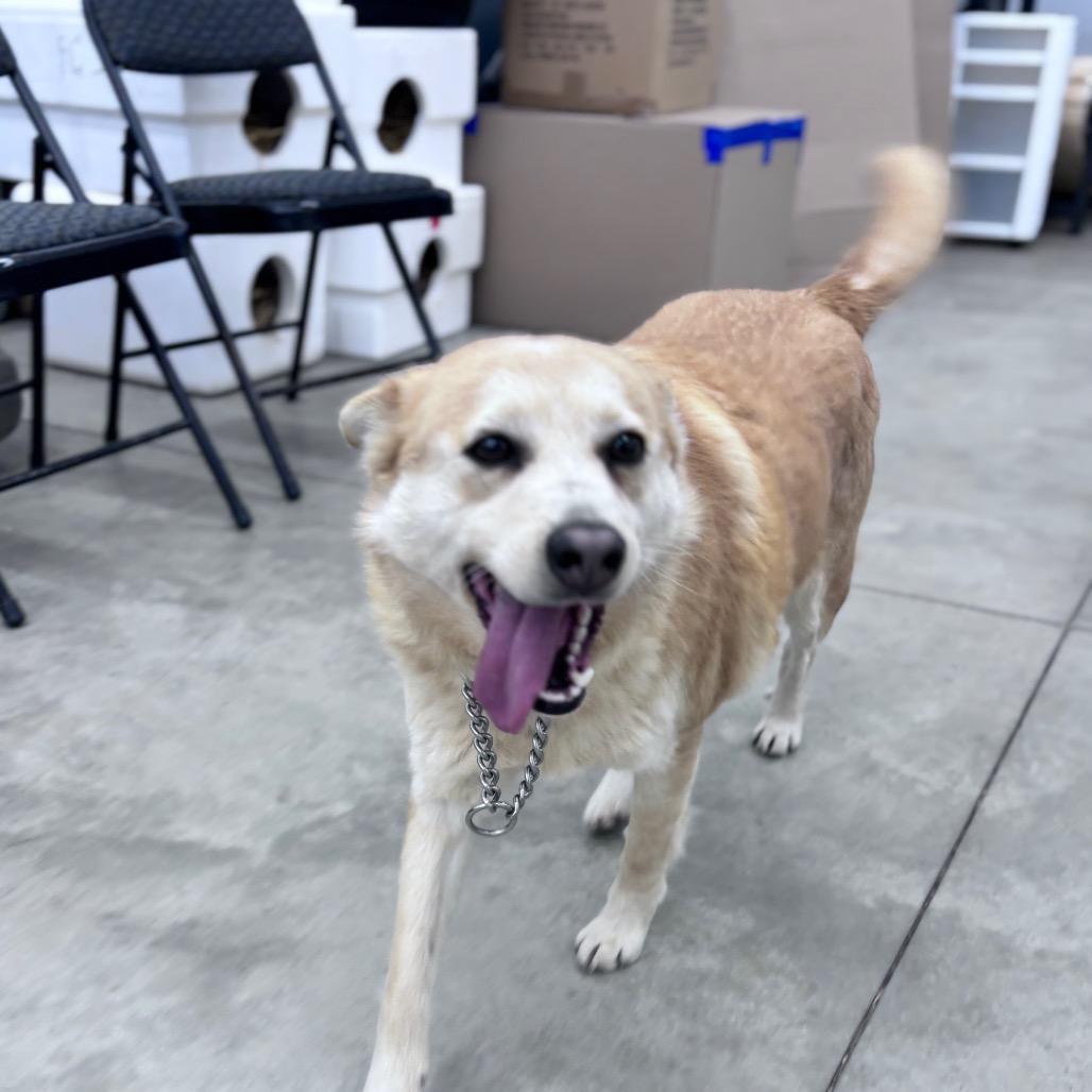 Nala, a Adoptable Mixed Breed in Bismarck, ND image 3/6