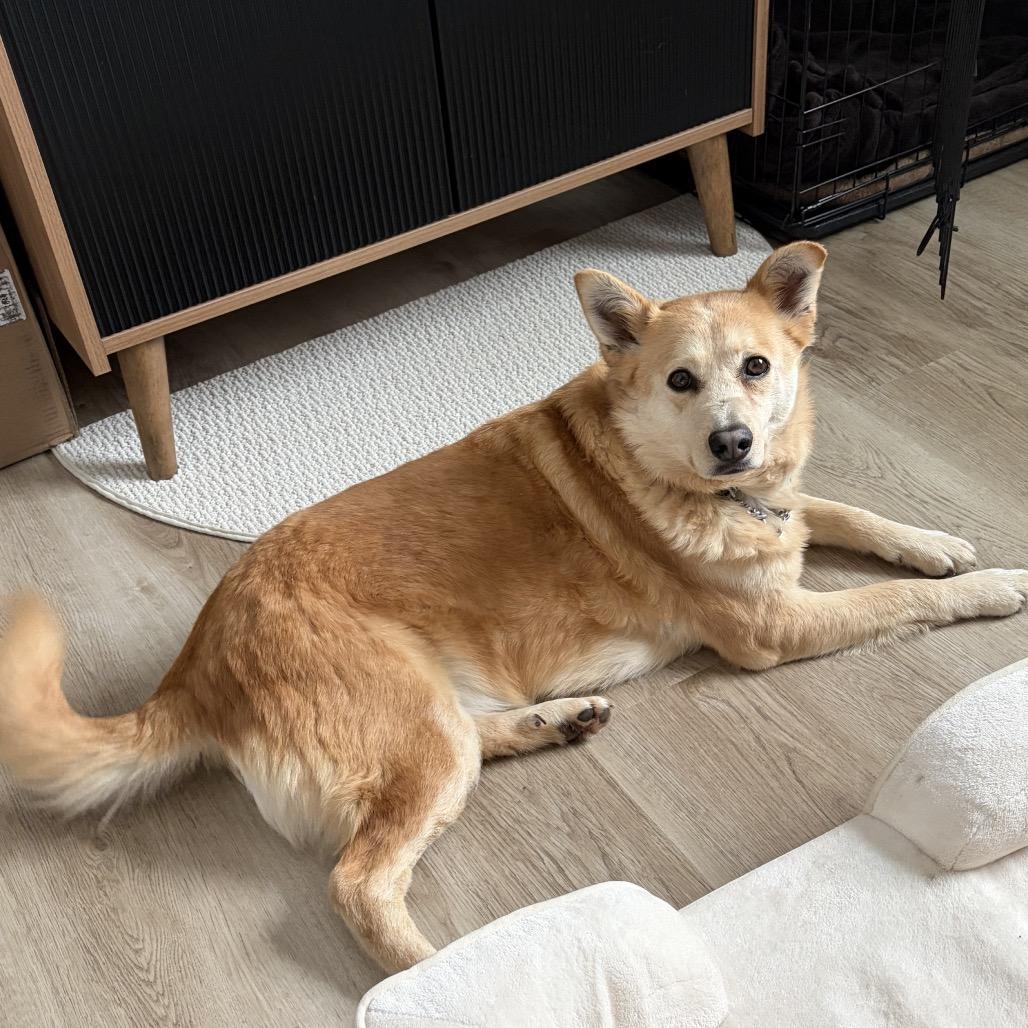 Nala, a Adoptable Mixed Breed in Bismarck, ND image 4/6