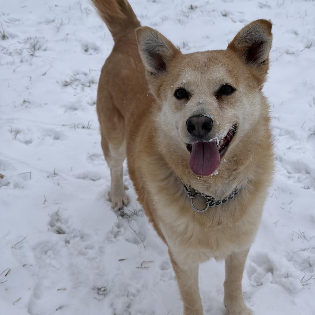 Enlarge Nala, a Adoptable Mixed Breed in Bismarck, ND image 3/5