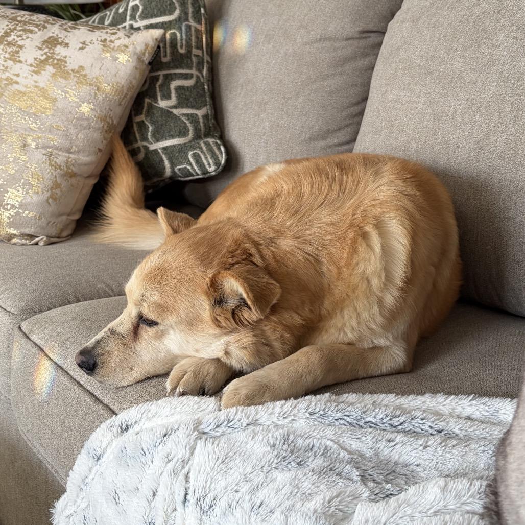 Enlarge Nala, a Adoptable Mixed Breed in Bismarck, ND image 4/5