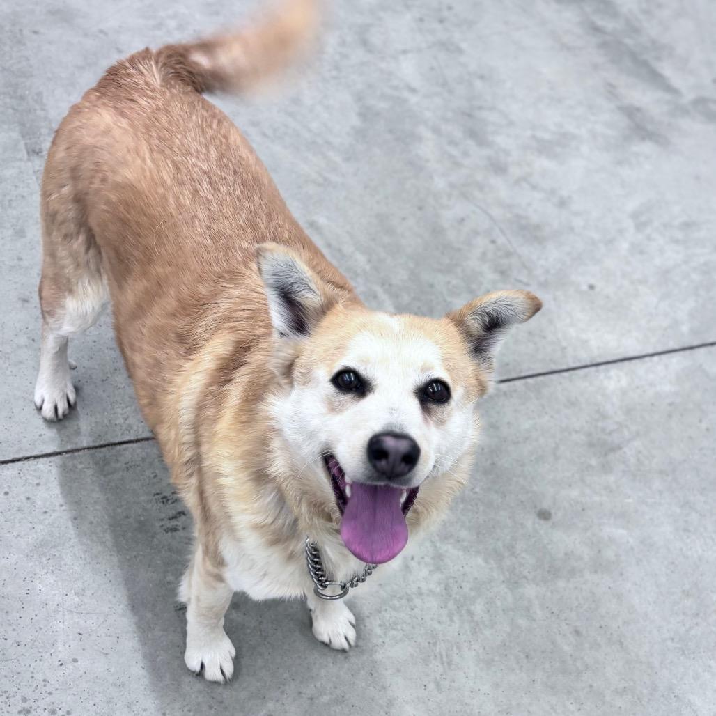 Nala, a Adoptable Mixed Breed in Bismarck, ND image 5/6