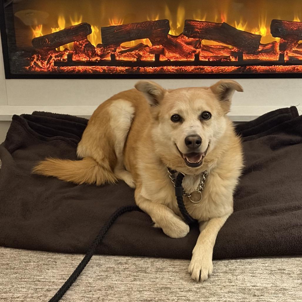 Nala, a Adoptable Mixed Breed in Bismarck, ND image 6/6