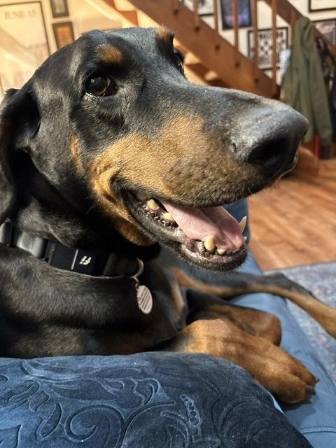 Enlarge Dutch, a ADOPTABLE Doberman Pinscher in Silver Spring, MD image 4/6