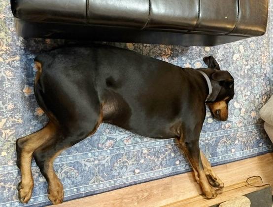 Enlarge Dutch, a ADOPTABLE Doberman Pinscher in Silver Spring, MD image 6/6