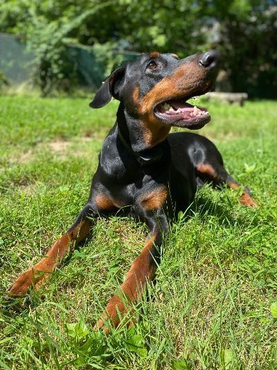 Enlarge Dutch, a ADOPTABLE Doberman Pinscher in Silver Spring, MD image 3/6