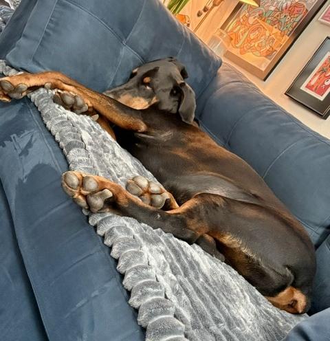 Enlarge Dutch, a ADOPTABLE Doberman Pinscher in Silver Spring, MD image 5/6
