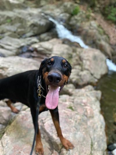 Enlarge Dutch, a ADOPTABLE Doberman Pinscher in Silver Spring, MD image 2/6