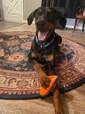 Dutch, ADOPTABLE, Adult Male Doberman Pinscher.