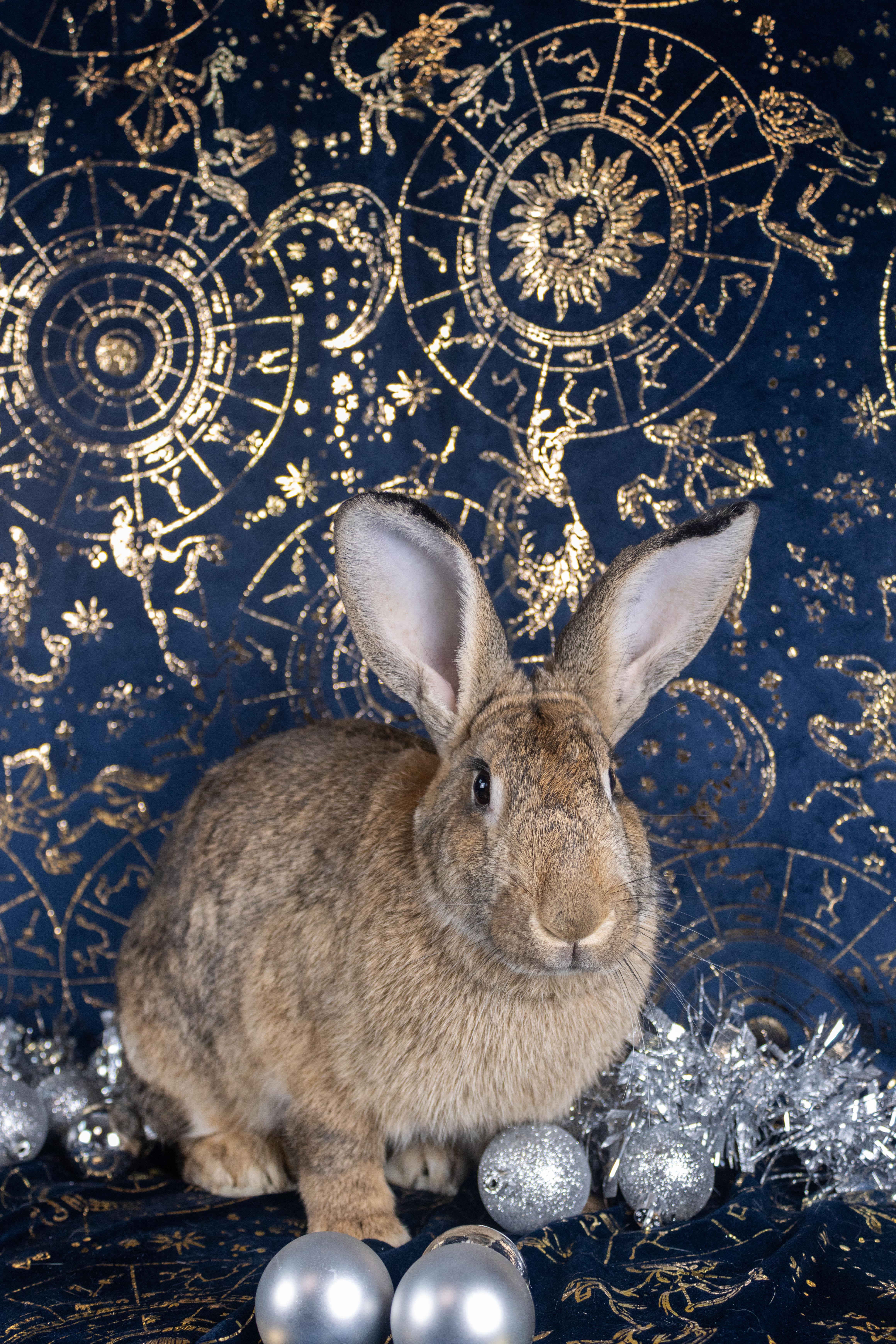 Gaia, a Adoptable mixed breed in Ellington, CT image 2/6