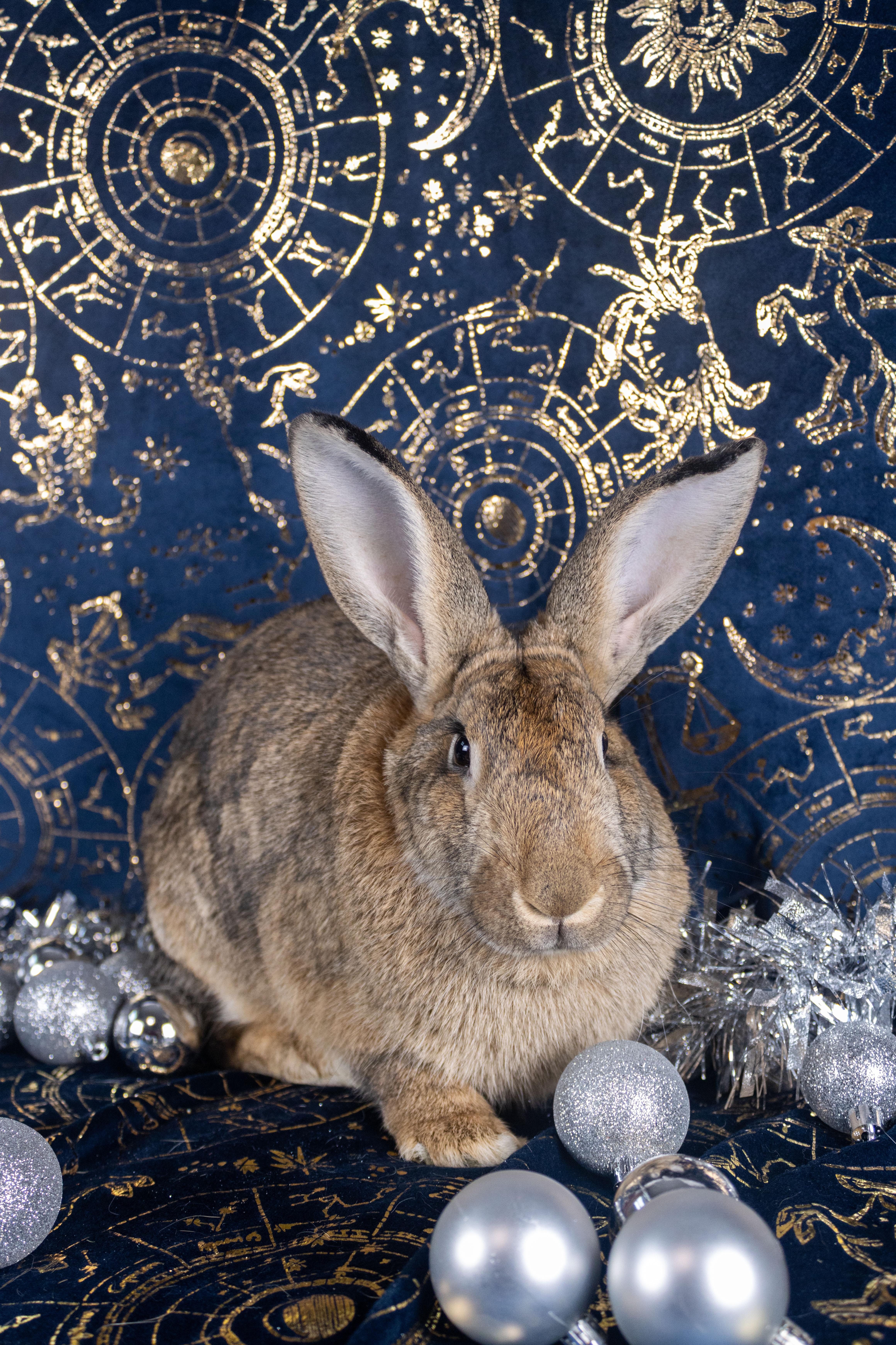 Gaia, a Adoptable mixed breed in Ellington, CT image 3/6