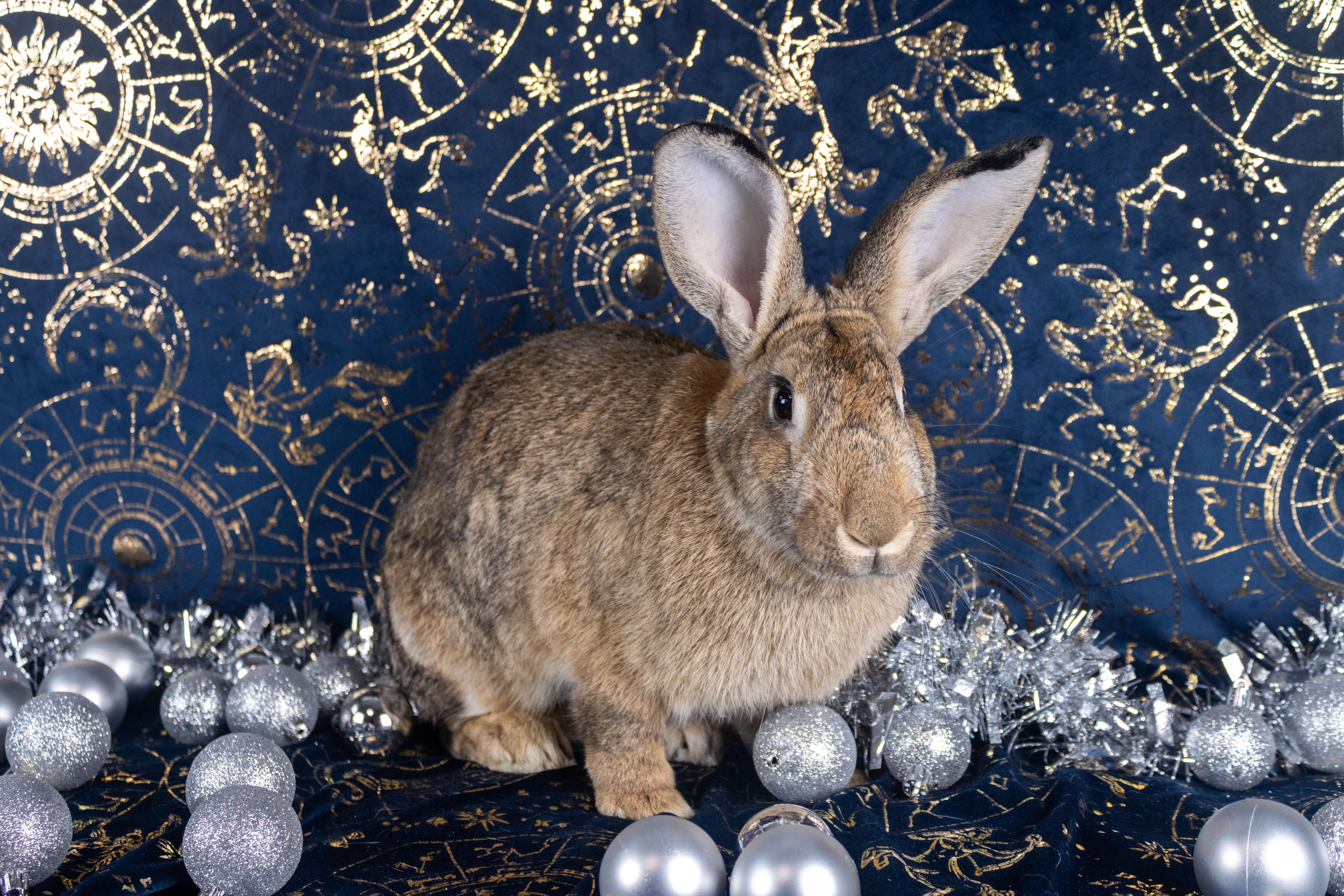 Gaia, a Adoptable mixed breed in Ellington, CT image 1/6