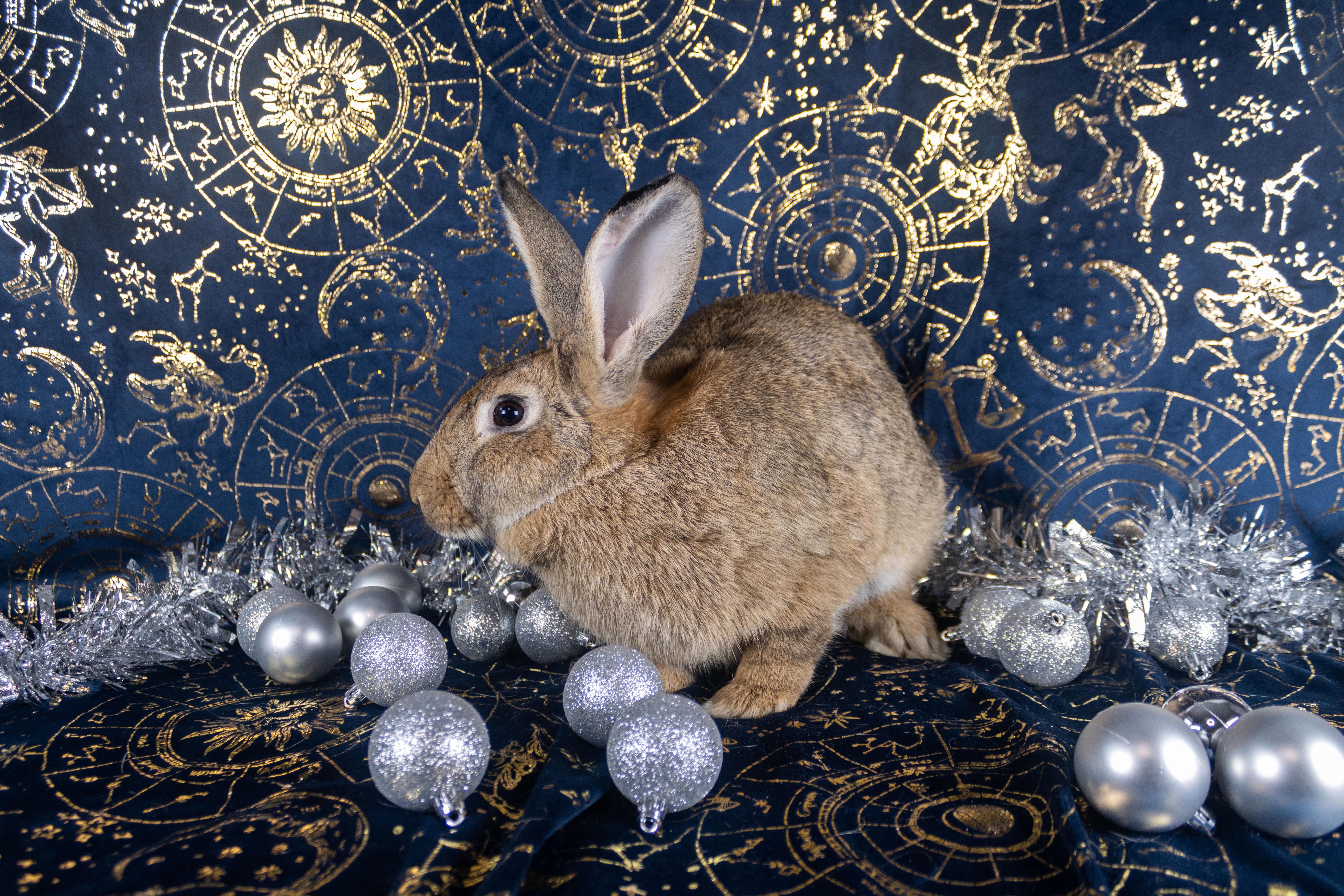 Gaia, a Adoptable mixed breed in Ellington, CT image 4/6