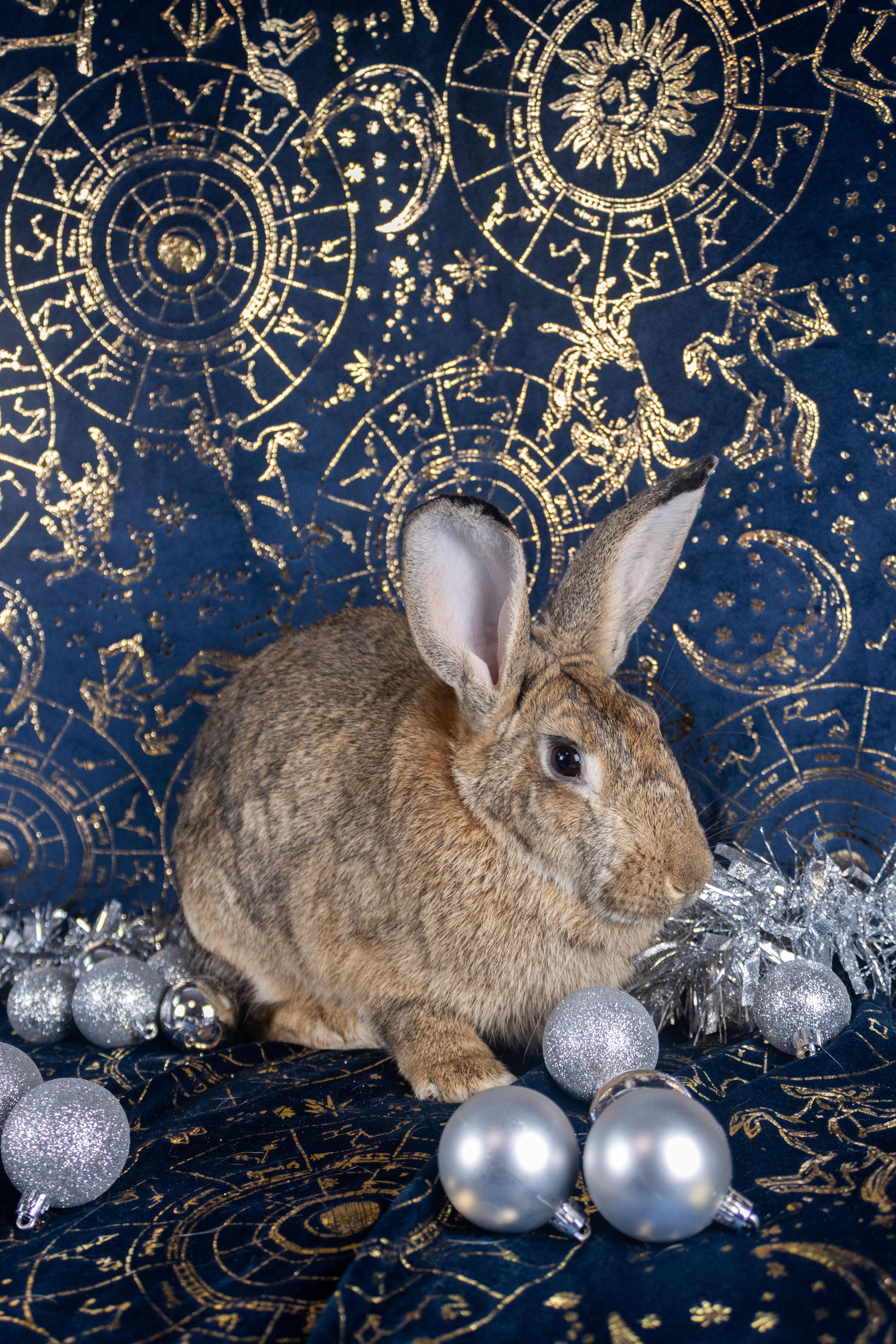 Gaia, a Adoptable mixed breed in Ellington, CT image 5/6