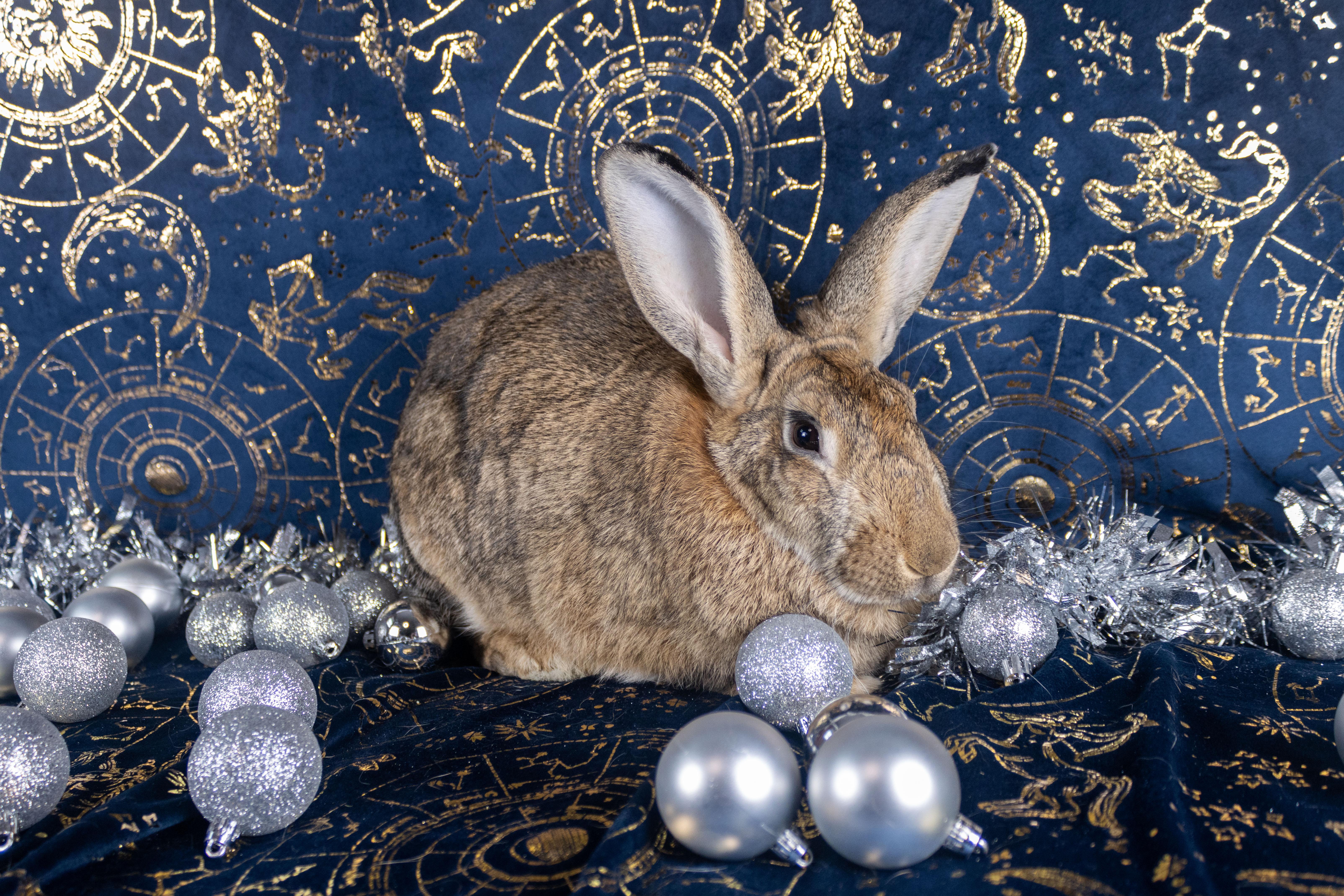 Gaia, a Adoptable mixed breed in Ellington, CT image 6/6