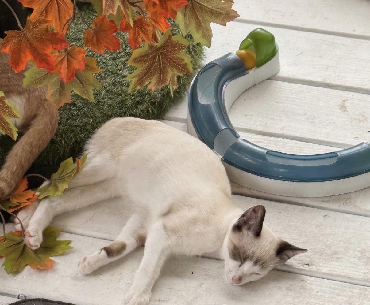 Enlarge Tofu, a Adoptable mixed breed in Hartville, OH image 5/5