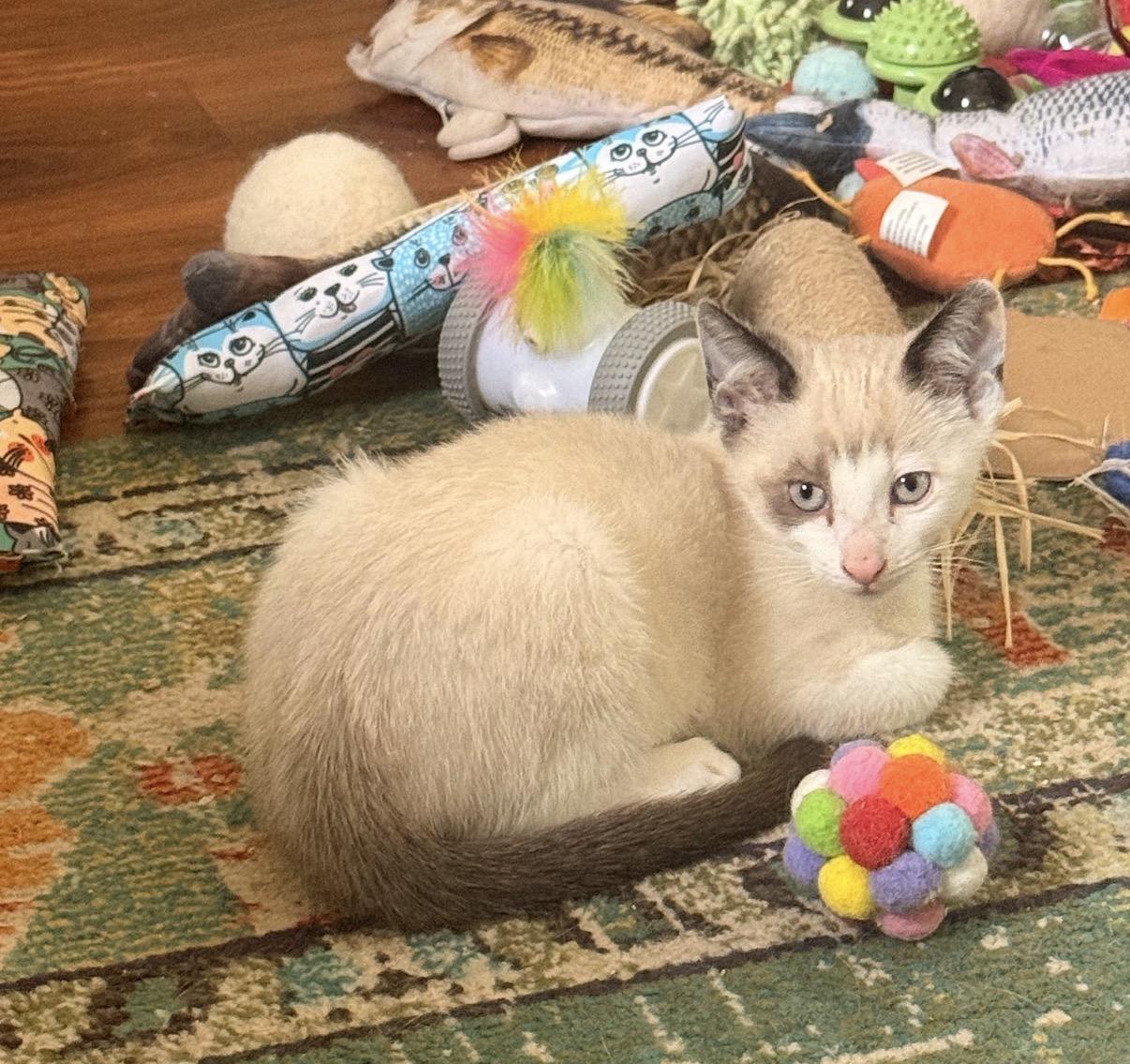 Enlarge Tofu, a Adoptable mixed breed in Hartville, OH image 2/5