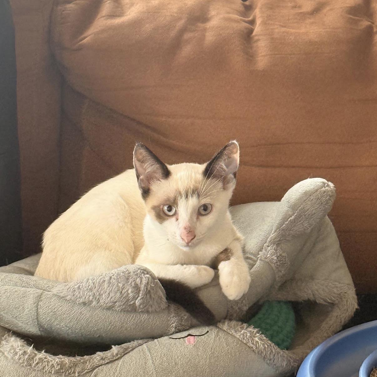 Enlarge Tofu, a Adoptable mixed breed in Hartville, OH image 1/5