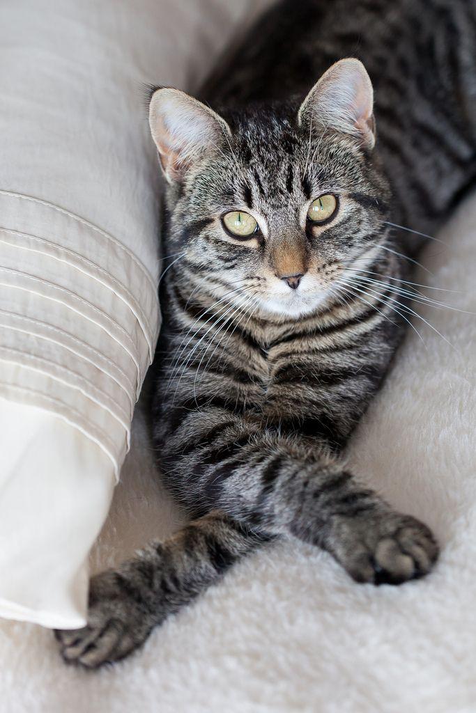 Sparks, ADOPTABLE, Adult Male Domestic Short Hair & Tabby.