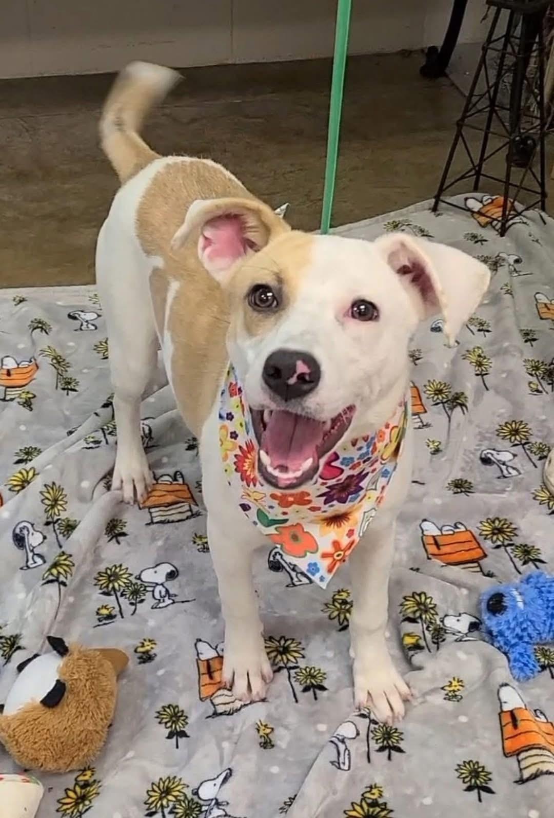 Epinine, a Adopted mixed breed in Alliance, OH image 1/2