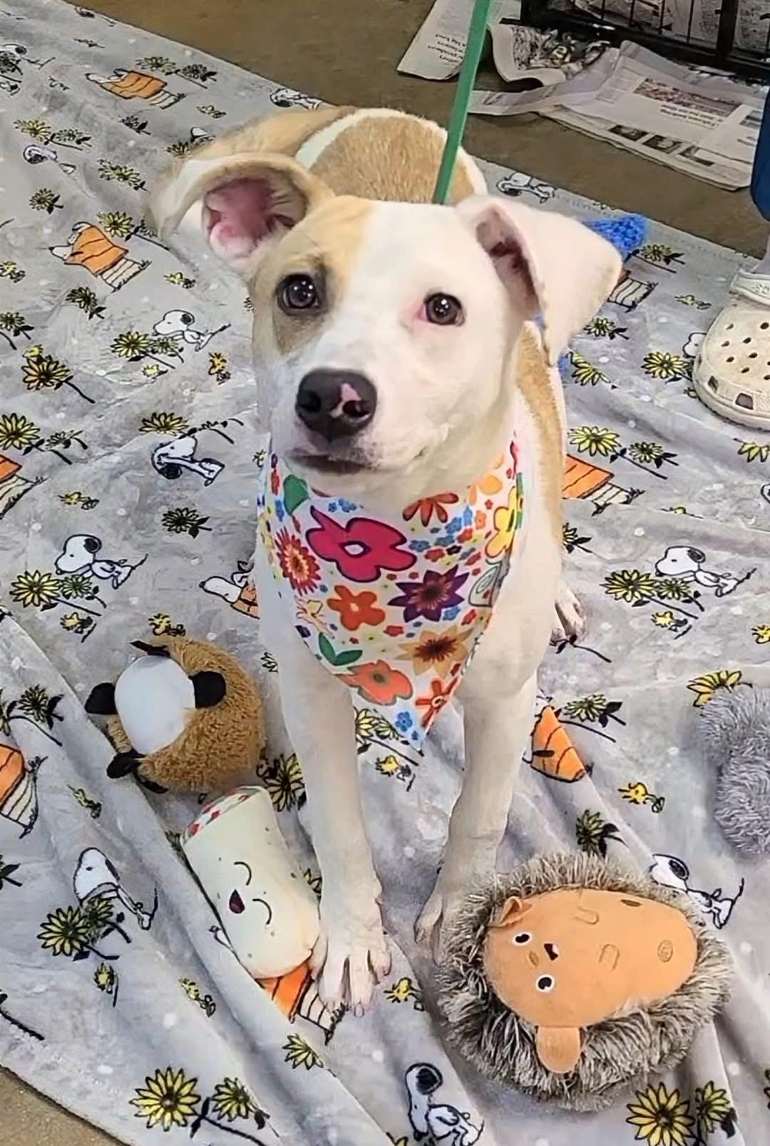 Epinine, a Adopted mixed breed in Alliance, OH image 2/2