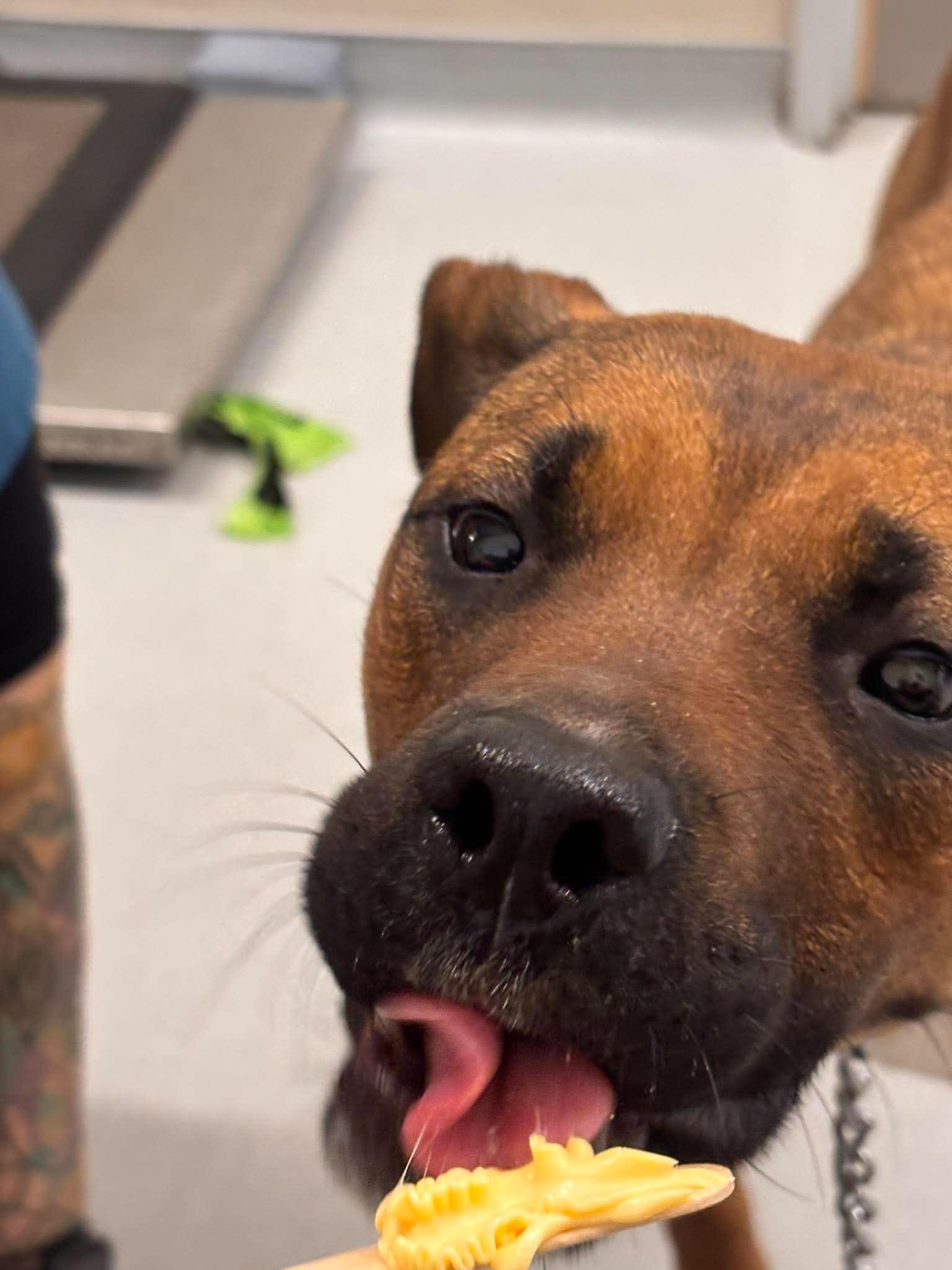 Enlarge Maple, a Adoptable Mastiff in Mesa, AZ image 2/2