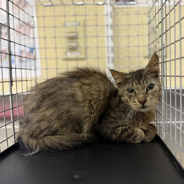 SYLVESTER, Adoptable, Adult Male Domestic Medium Hair.