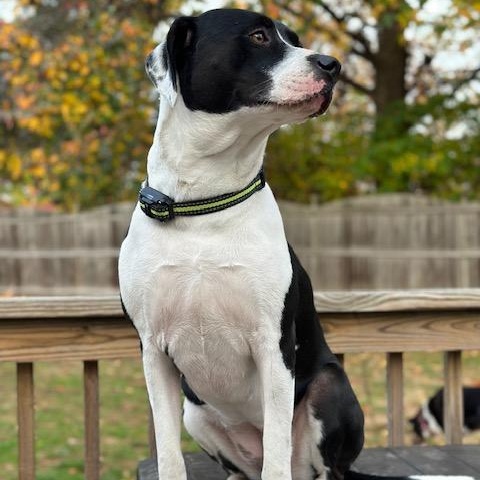 Enlarge Nala, a Adoptable mixed breed in Collingswood, NJ image 1/2