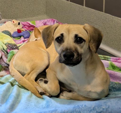 Enlarge DESIREE, a Adoptable mixed breed in San Martin, CA image 1/1