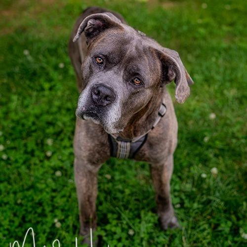 Enlarge Sterling Archer, a Adoptable Mastiff in Brockton, MA image 1/6