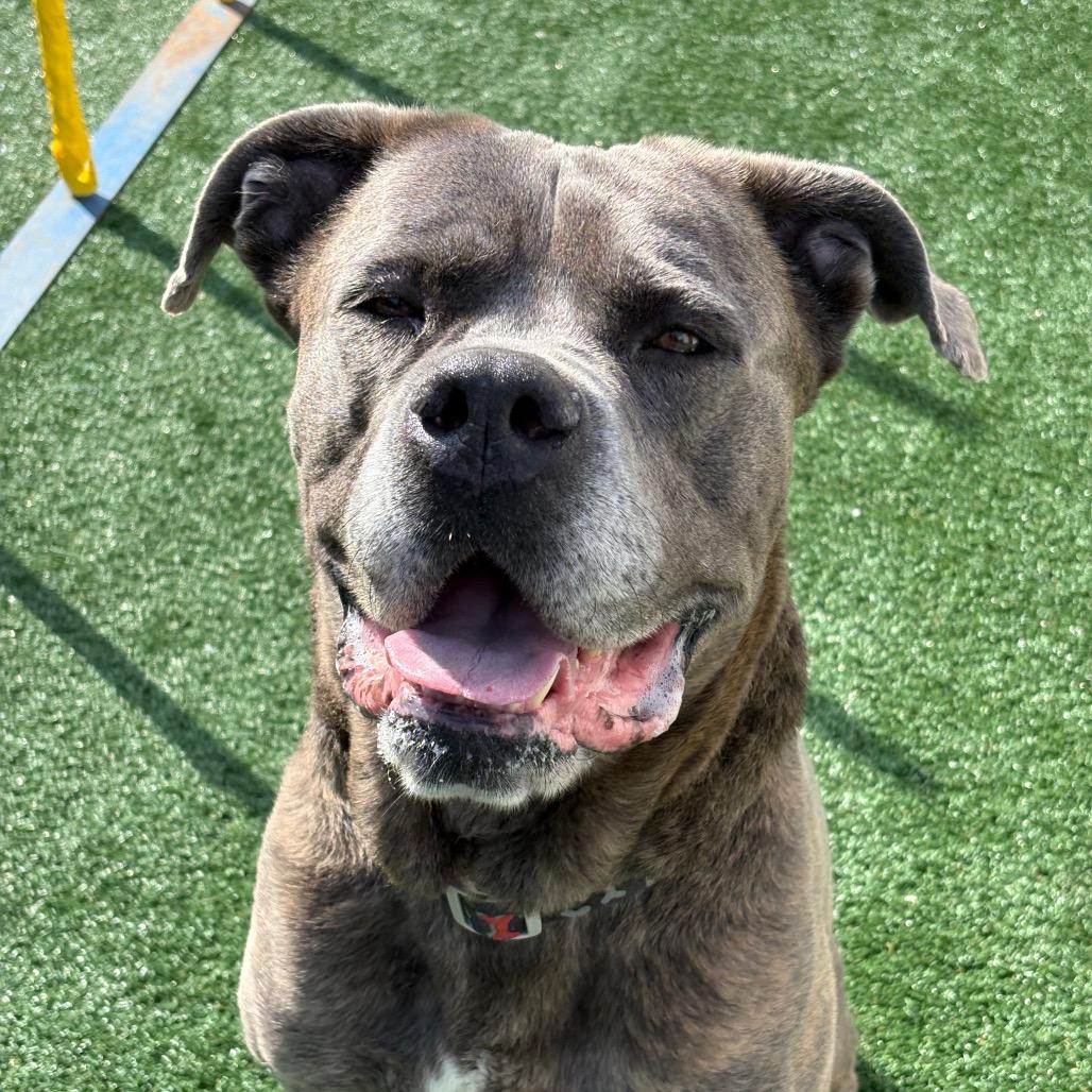 Enlarge Sterling Archer, a Adoptable Mastiff in Brockton, MA image 2/6