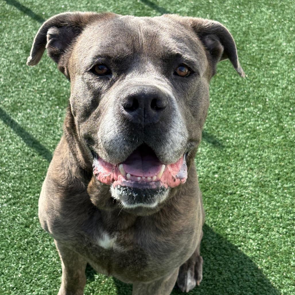 Enlarge Sterling Archer, a Adoptable Mastiff in Brockton, MA image 3/6