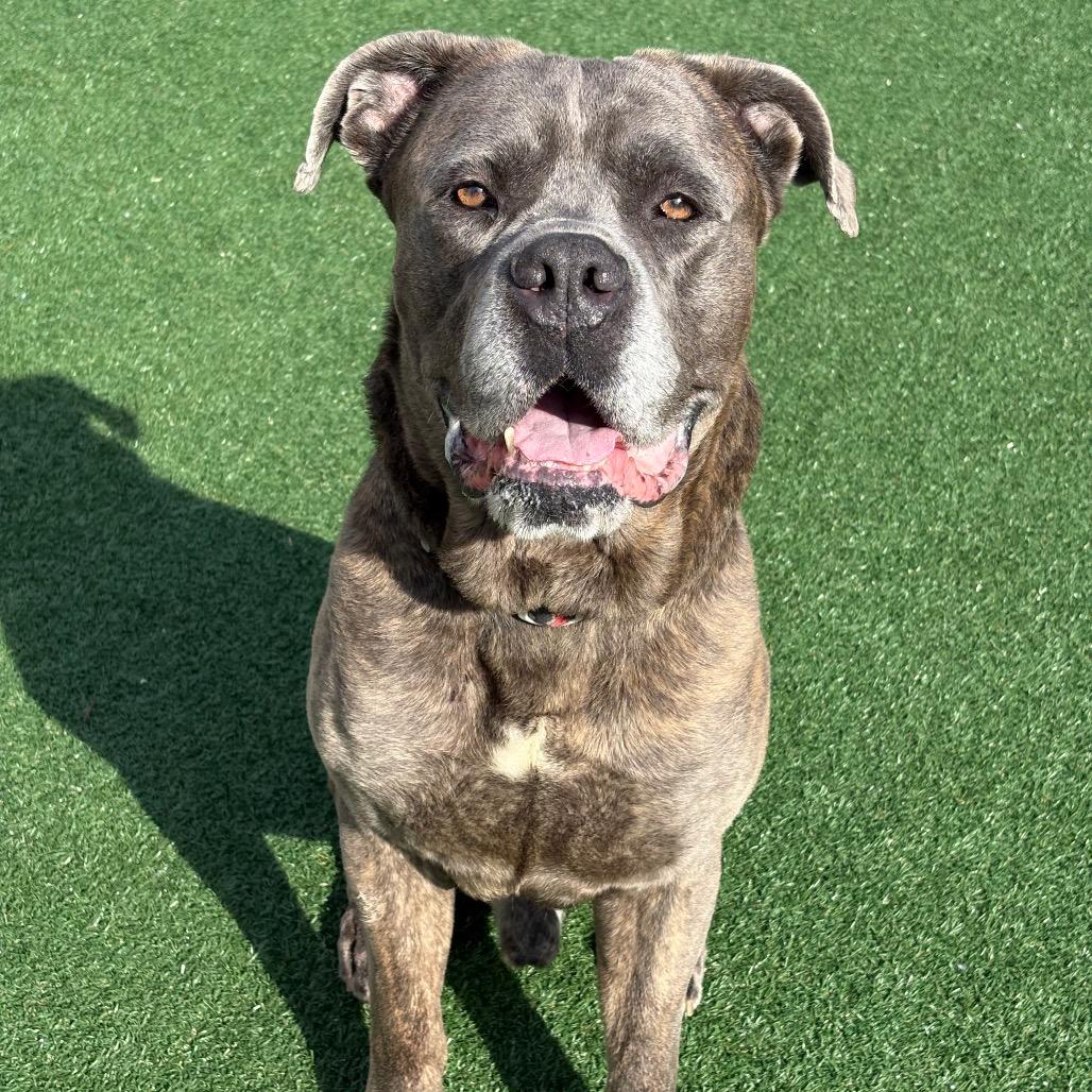 Enlarge Sterling Archer, a Adoptable Mastiff in Brockton, MA image 4/6