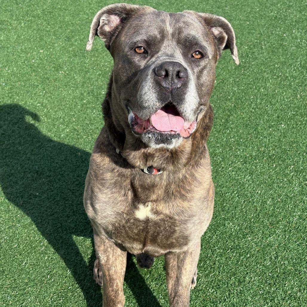 Enlarge Sterling Archer, a Adoptable Mastiff in Brockton, MA image 5/6