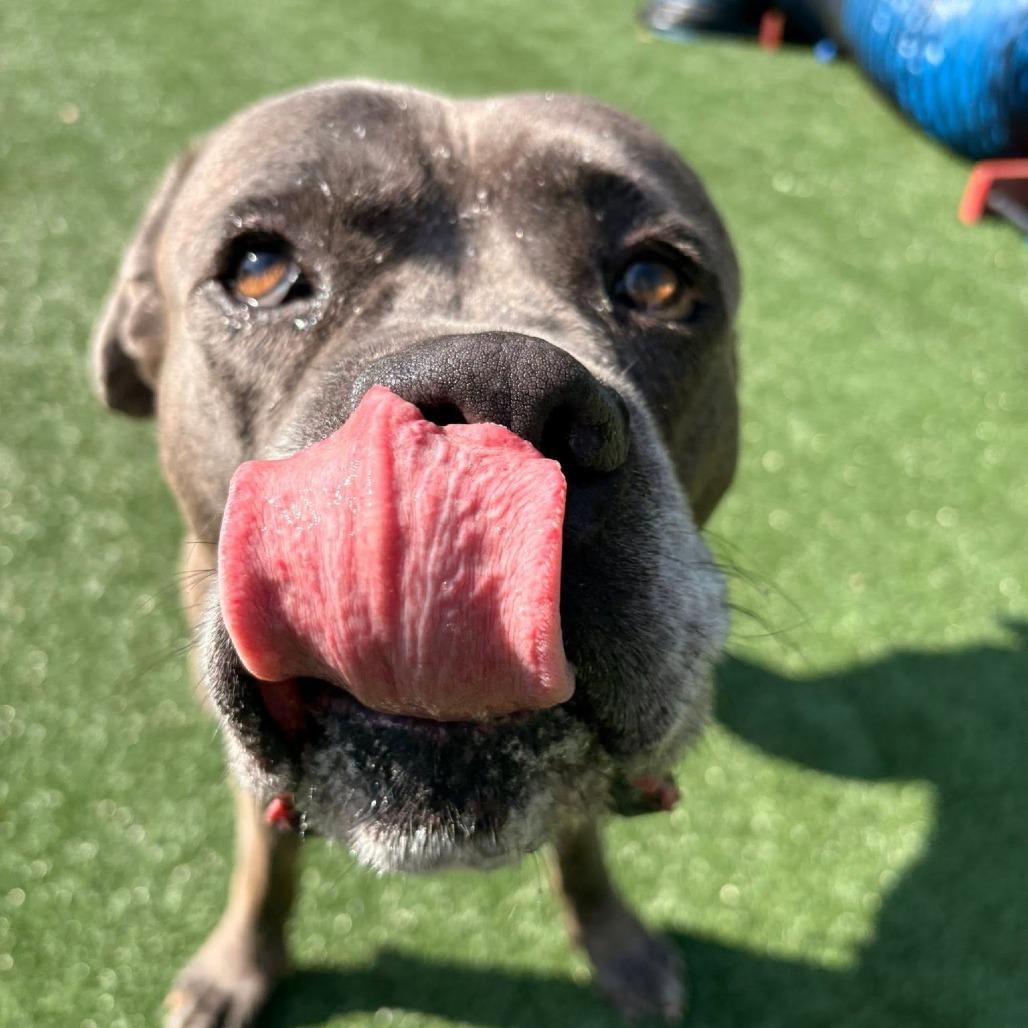 Enlarge Sterling Archer, a Adoptable Mastiff in Brockton, MA image 6/6