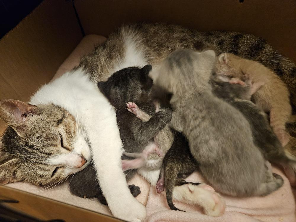 Enlarge Ozark, a Adoptable mixed breed in Little Rock, AR image 1/4