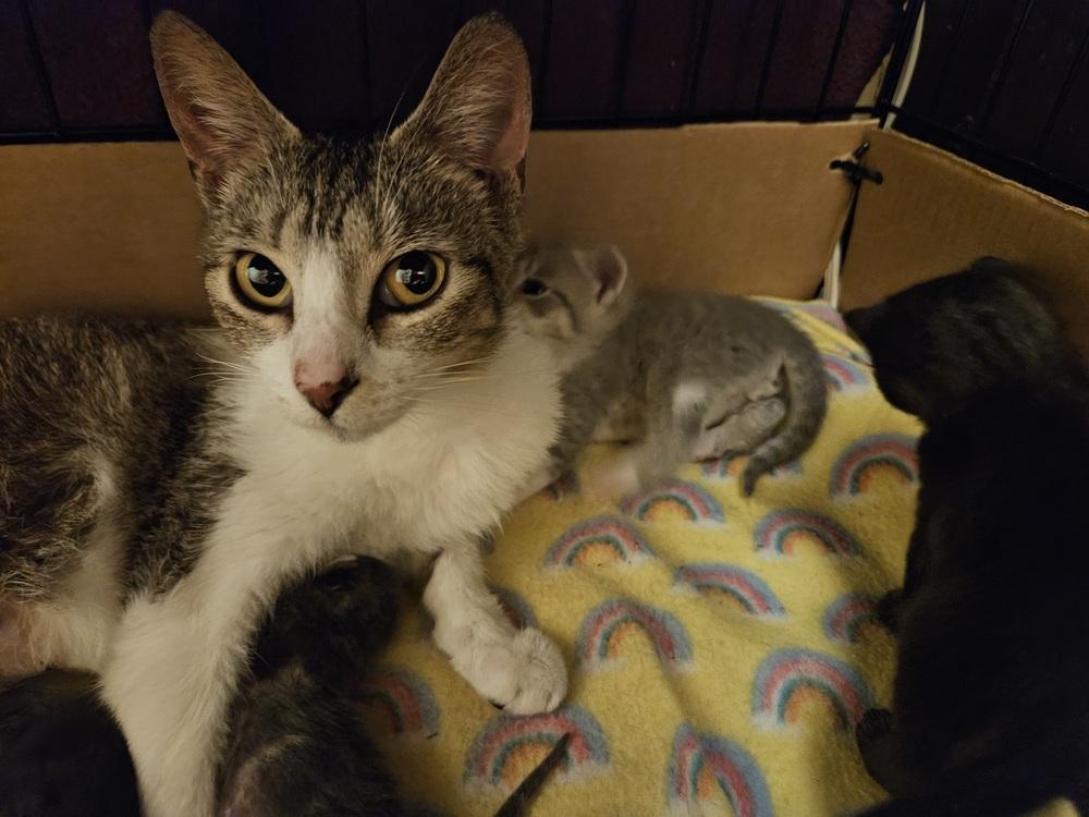 Enlarge Ozark, a Adoptable mixed breed in Little Rock, AR image 2/4