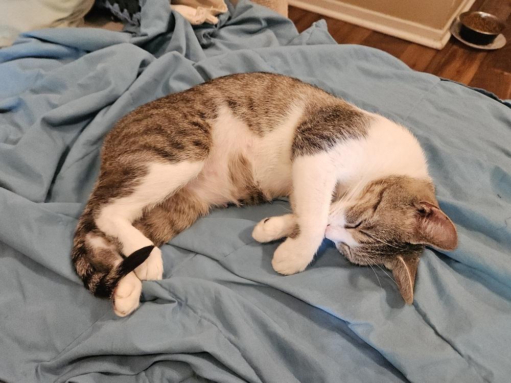 Enlarge Ozark, a Adoptable mixed breed in Little Rock, AR image 3/4