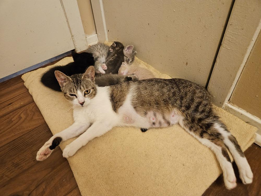 Enlarge Ozark, a Adoptable mixed breed in Little Rock, AR image 4/4