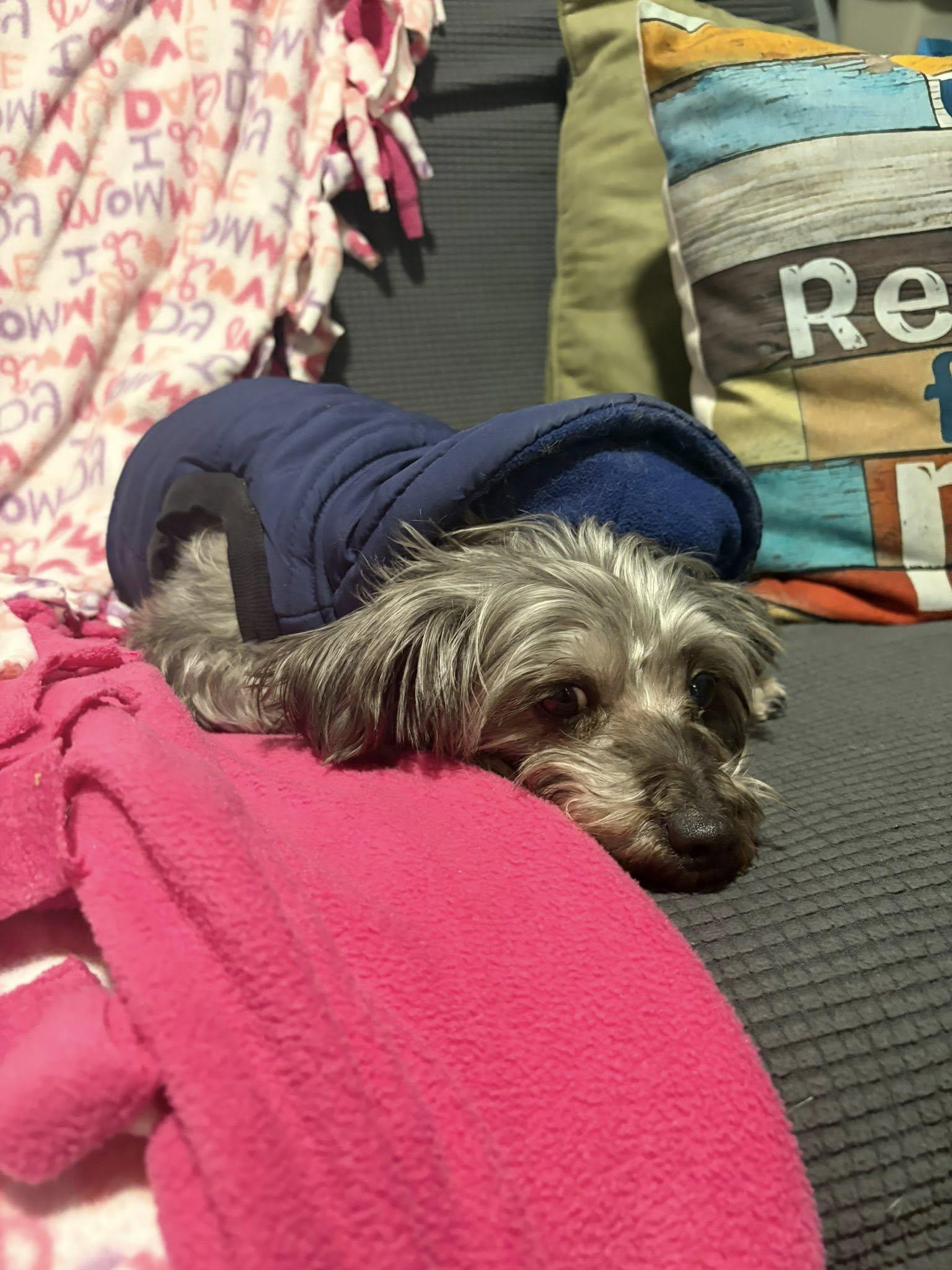 Enlarge Savory Oreo, a Adopted mixed breed in Mukwonago, WI image 3/3