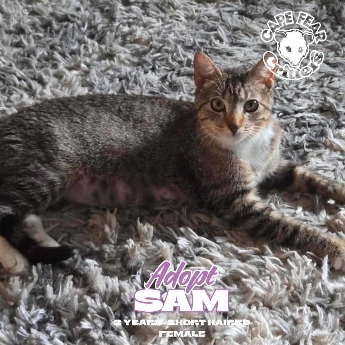 Enlarge Sam, a ADOPTABLE Domestic Short Hair in Wilmington, NC image 1/1