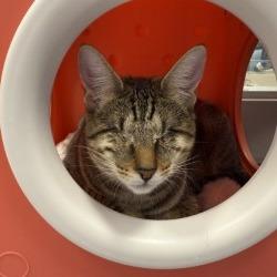 Sparkle, a Adoptable Domestic Short Hair in Boston, MA image 1/3