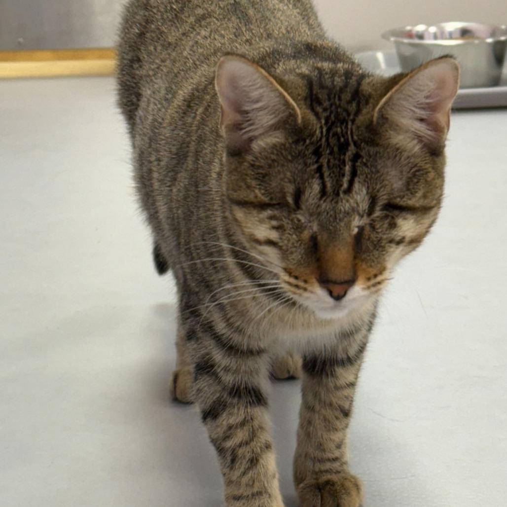 Sparkle, a Adoptable Domestic Short Hair in Boston, MA image 3/3