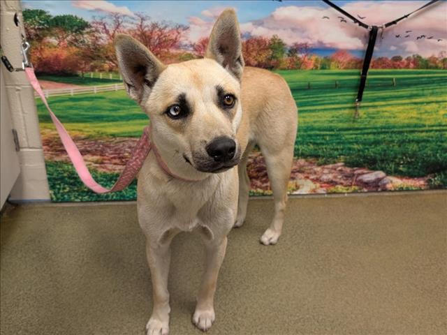 Enlarge URGENT FOSTER NEEDED, an adoptable mixed breed in Corona, CA image 5/6