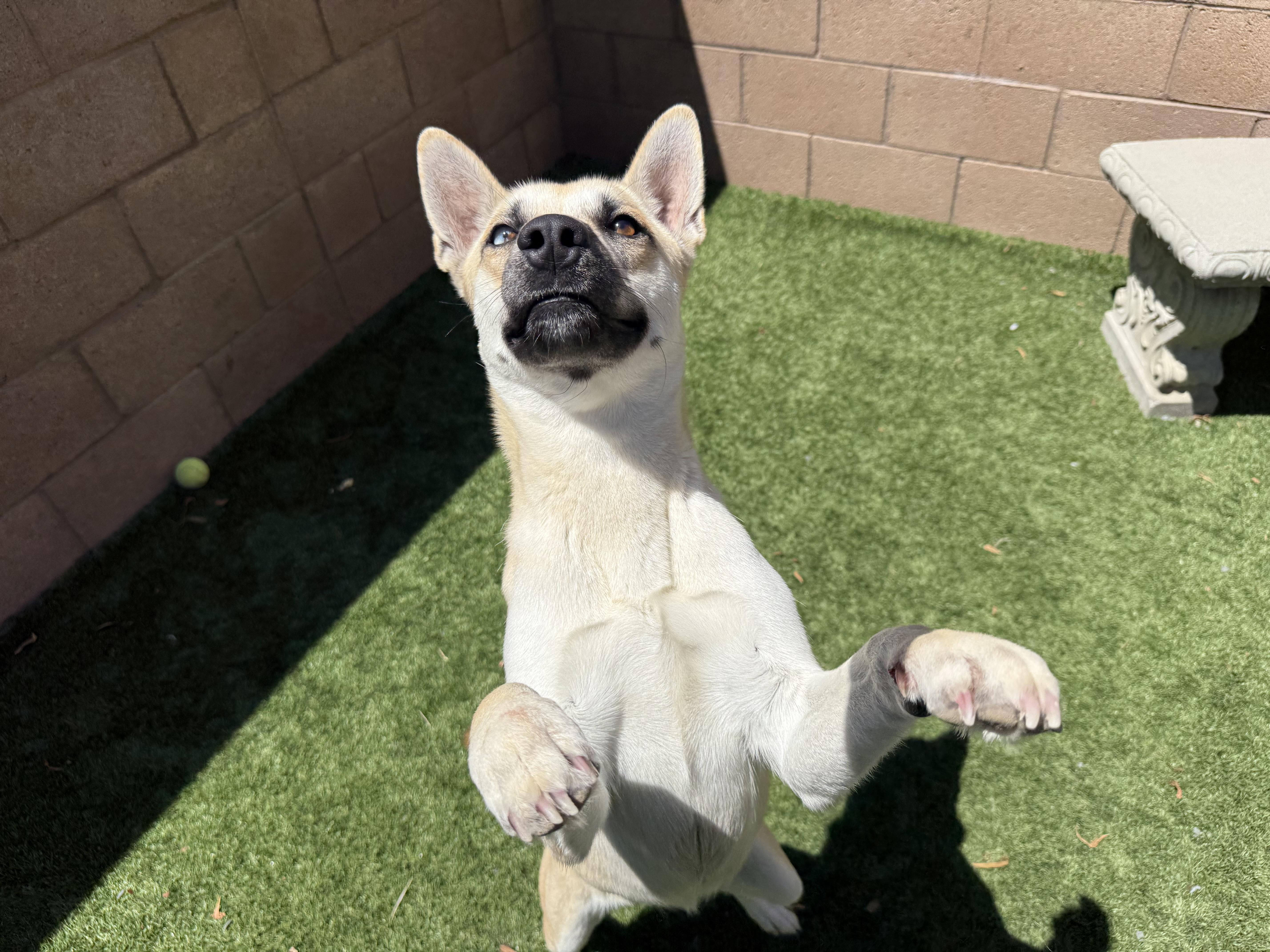 Enlarge URGENT FOSTER NEEDED, an adoptable mixed breed in Corona, CA image 6/6