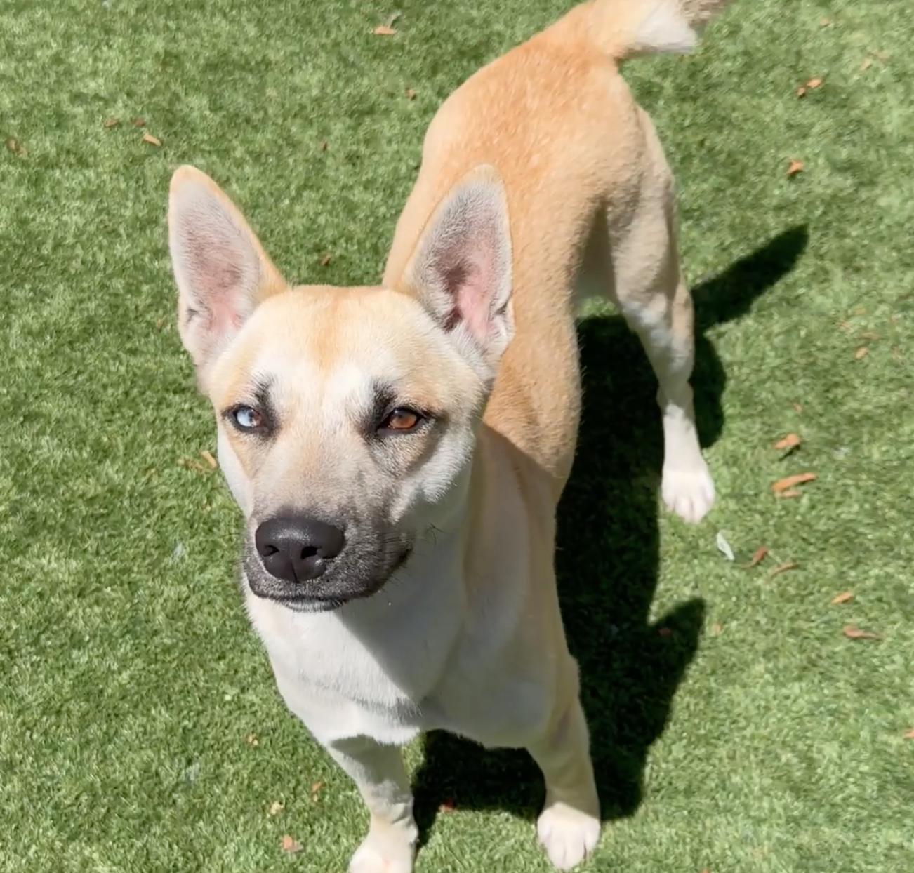 Enlarge URGENT FOSTER NEEDED, an adoptable mixed breed in Corona, CA image 2/6