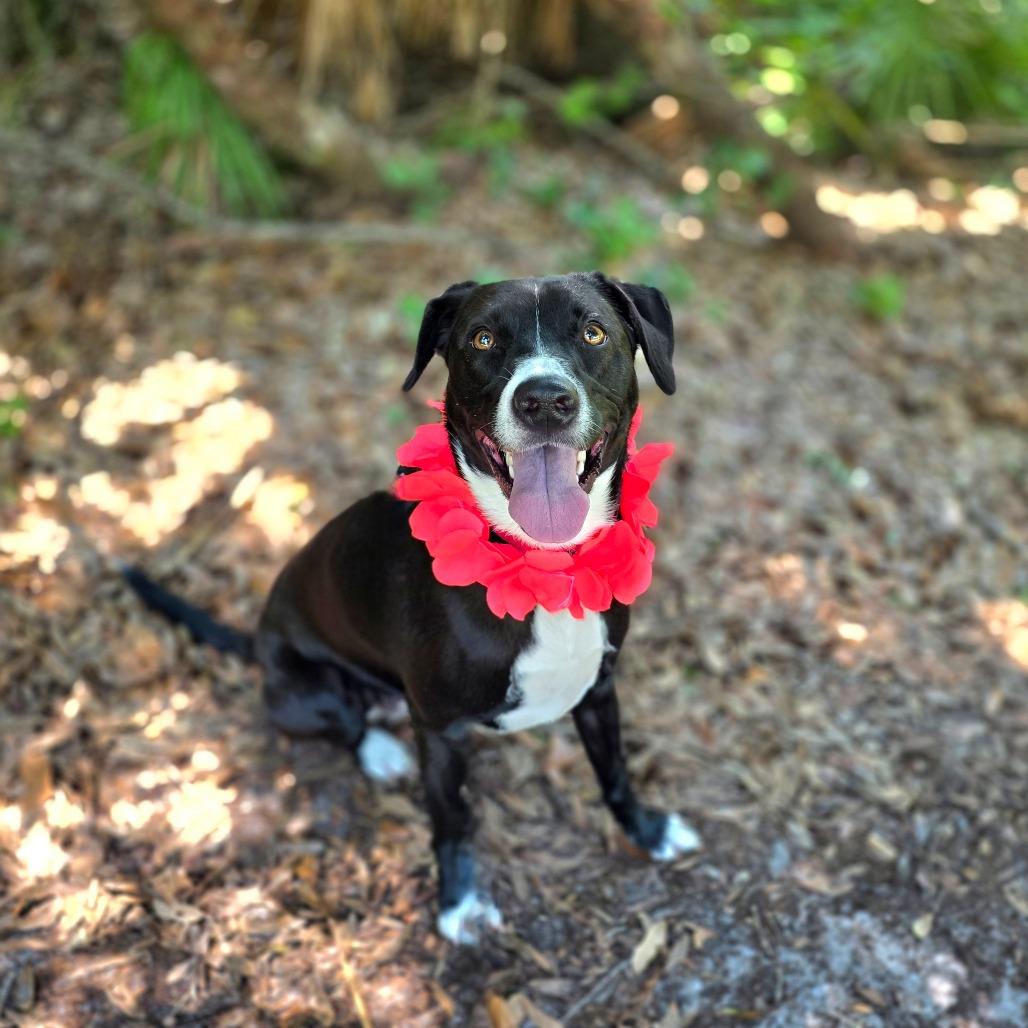 Enlarge Minnie, a Adoptable Mixed Breed in Port Charlotte, FL image 1/6
