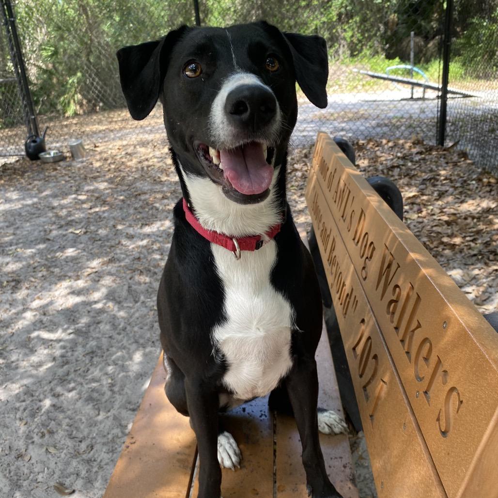 Enlarge Minnie, a Adoptable Mixed Breed in Port Charlotte, FL image 2/6