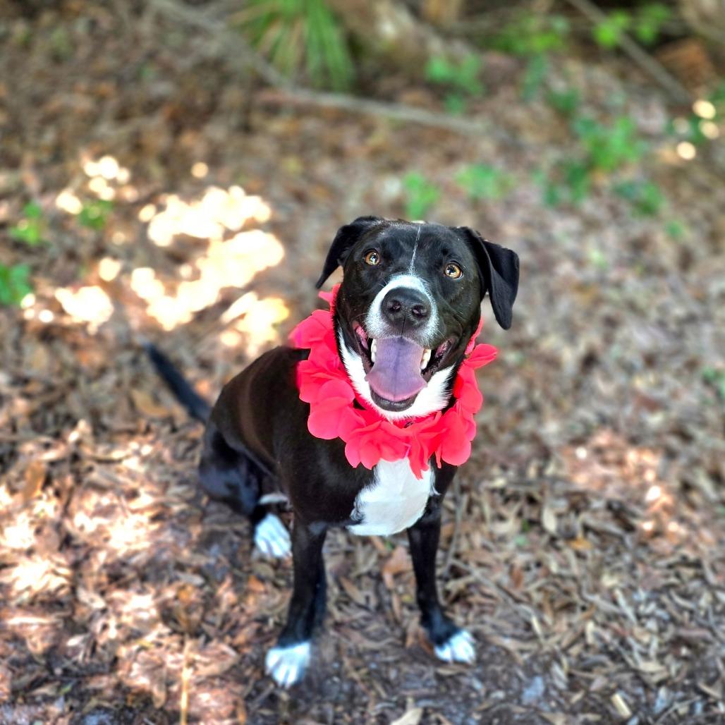 Enlarge Minnie, a Adoptable Mixed Breed in Port Charlotte, FL image 3/6