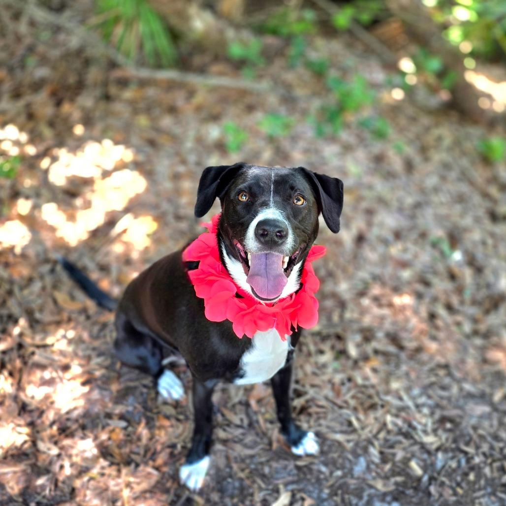 Enlarge Minnie, a Adoptable Mixed Breed in Port Charlotte, FL image 4/6