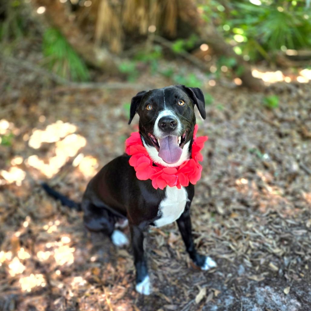 Enlarge Minnie, a Adoptable Mixed Breed in Port Charlotte, FL image 5/6